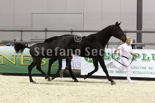 BELLY DANCER_MILANO_2010_SS3_7874.jpg